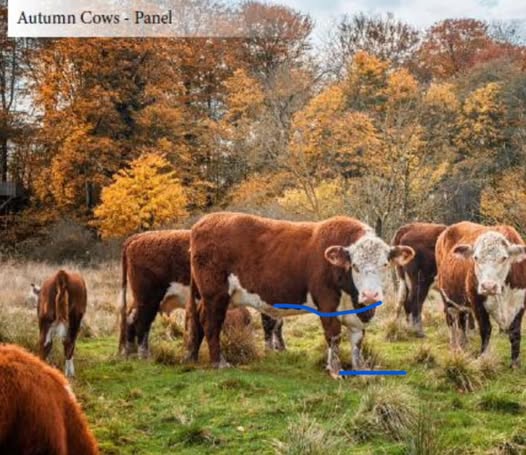 Autumn Cows 36" panel