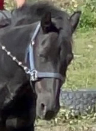 Lily's Special 8 FQs