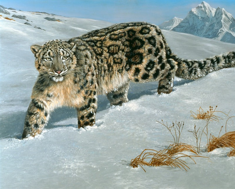 Multi Snow Leopard Panel 36in # AL56292C1
