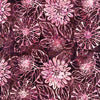 Tonga Batik Black Cherry Large Dahlias Batik # B1649-CHERRY