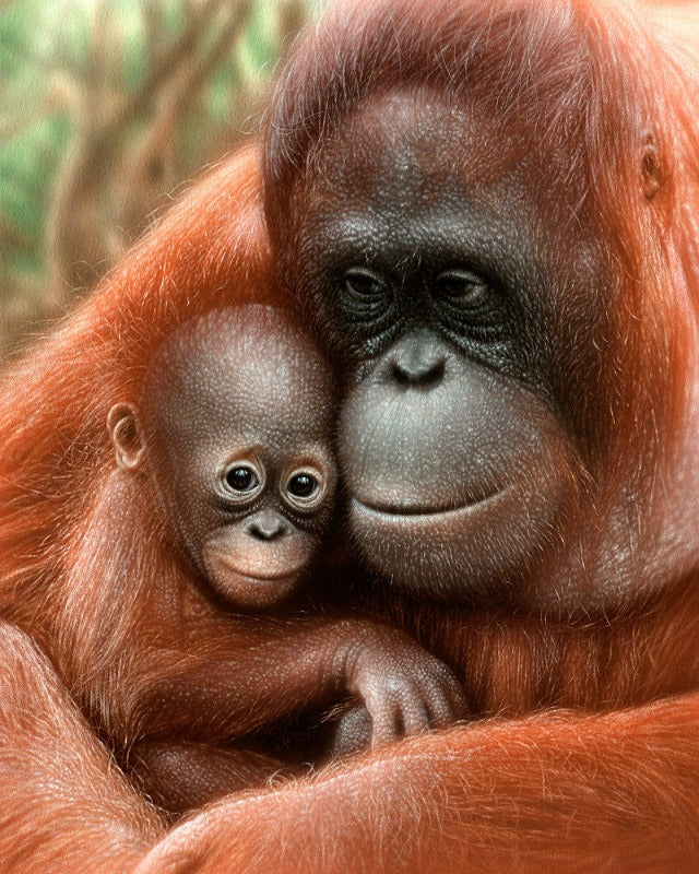 Multi Orangutang Panel 36in # ML34172C1