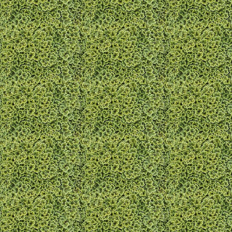 Little Rascals - Green Foliage 25497-73