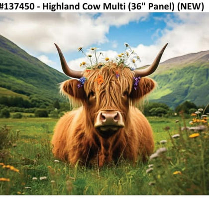 Highland Cow  36