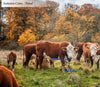 Autumn Cows 36" panel