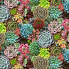 Multi Succulents Packed # 598E-MLT