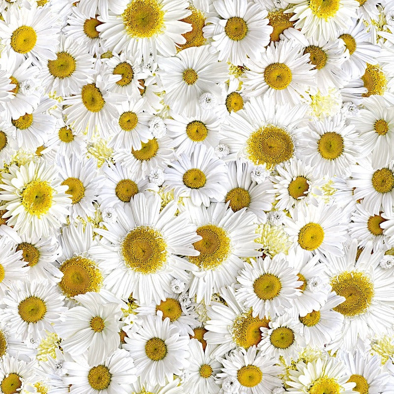 Hand Picked Forget Me Not White/Yellow Daisy Delight # D10313M-WS