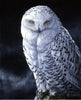Snowy Owl 0050
