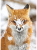 Call Of The Wild - Fox # W5374H-293