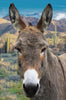 Call Of The Wild Donkey Rusty # W5511H-700
