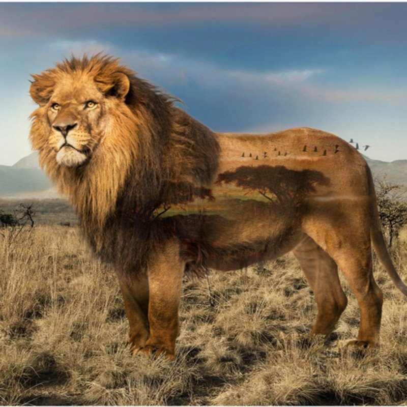 Wild Kingdom Lion Digital Panel  Q4494-259