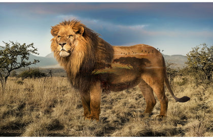 Wild Kingdom Lion Digital Panel  Q4494-259