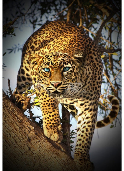 Call Of The Wild Digital -Leopard  S4838H-686
