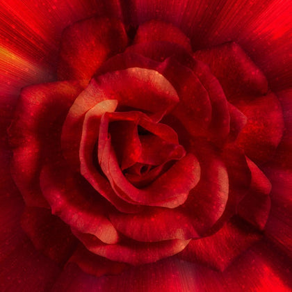 Red Dream Big Rose 43in x 43in Digitally Printed # T4966H-5